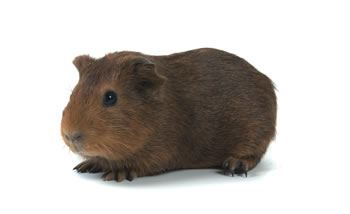 Cobaya Agouti Marron